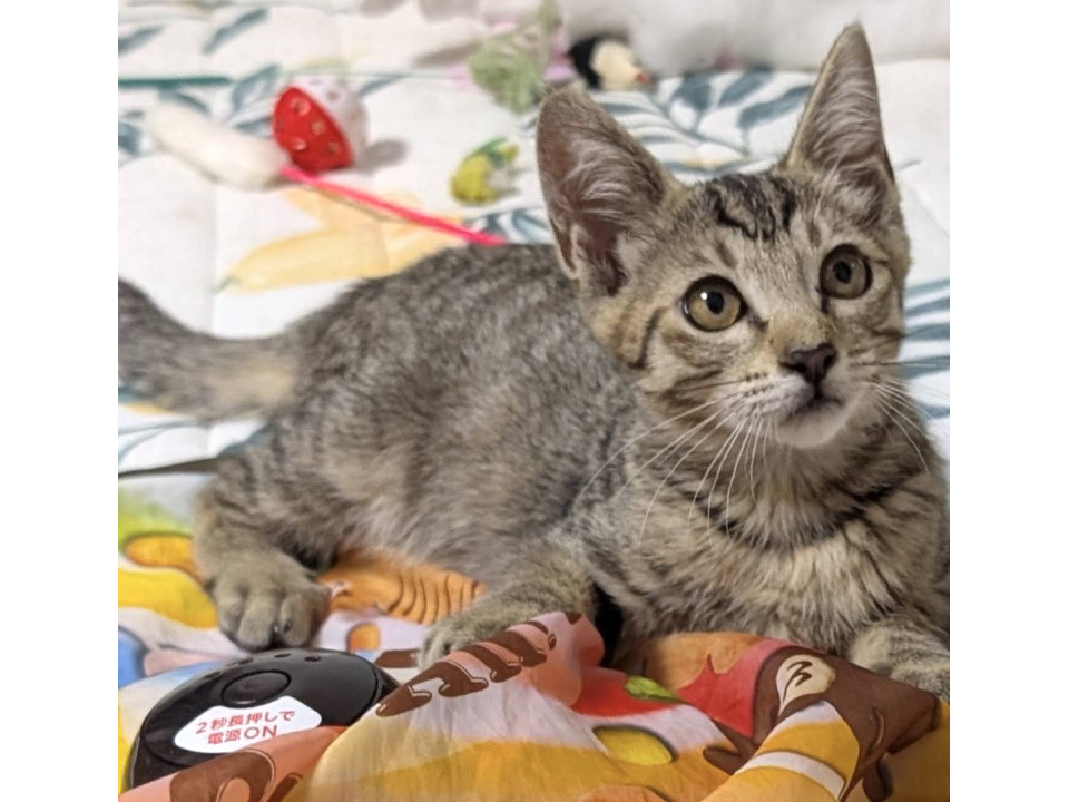 大きな猫さん大好き抱っこ大好きトンボ君