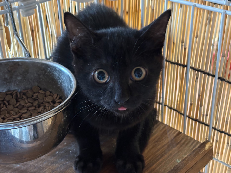 まんまるお目々の黒猫あずきちゃん！