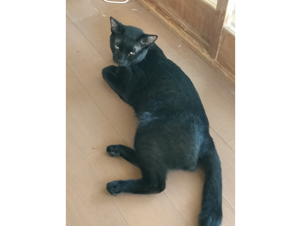 元気な黒猫君
