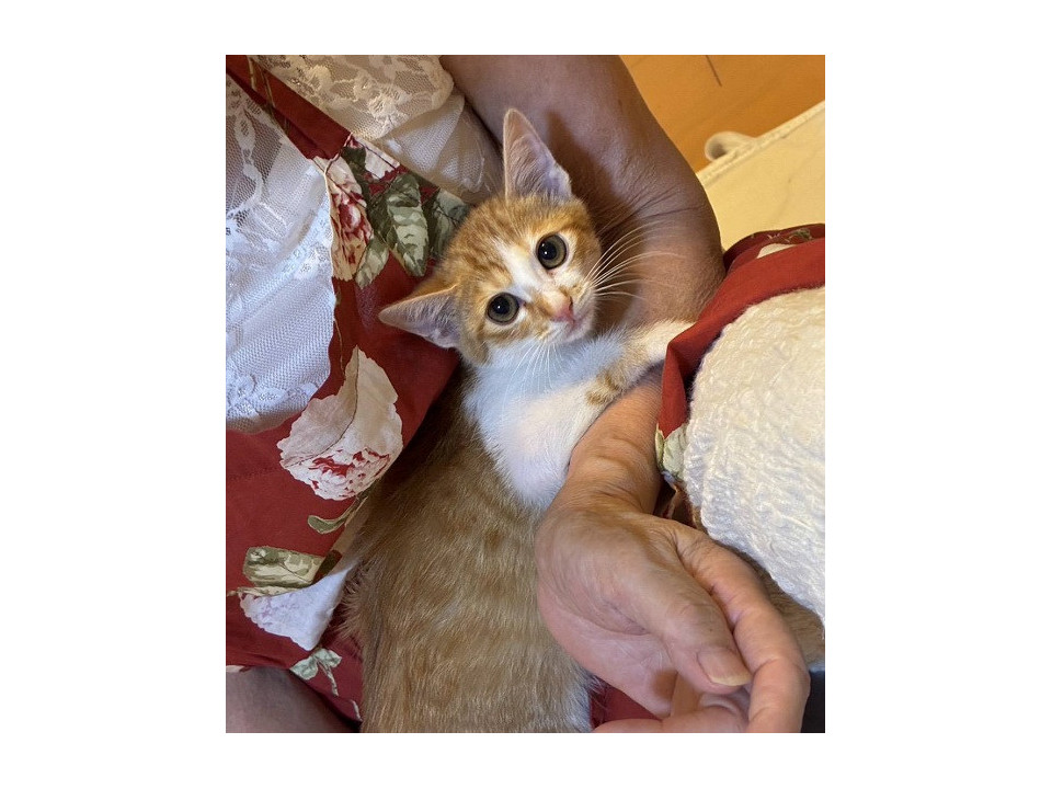 食べるの大好きチャトラくん