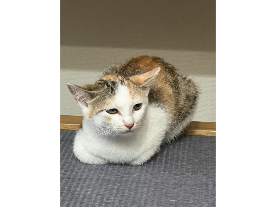 写真は苦手だけど、実は美人ミケさん