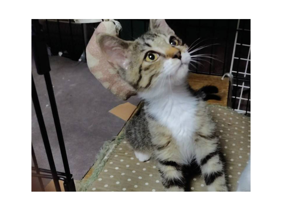 白い靴下がキュートです