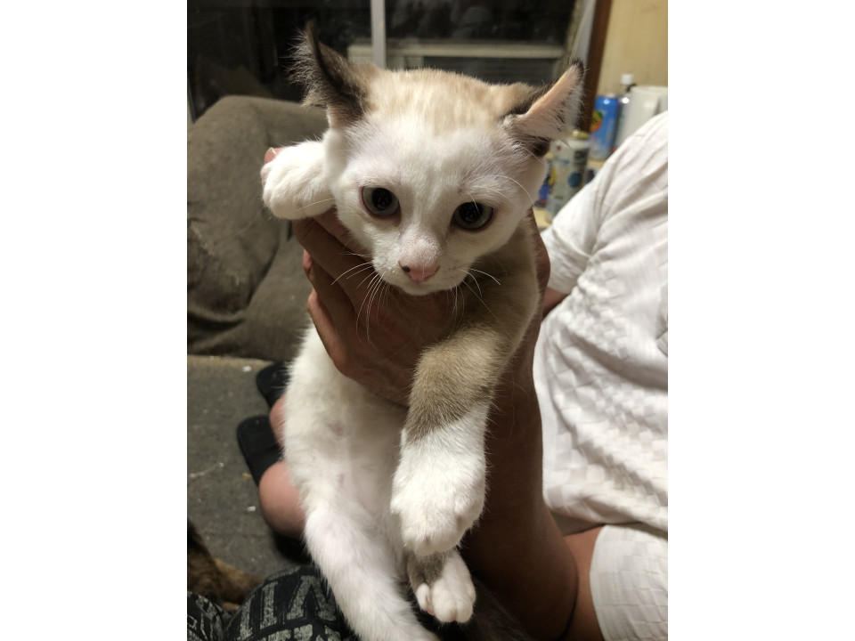 ちょっとやんちゃなシロクロちゃん