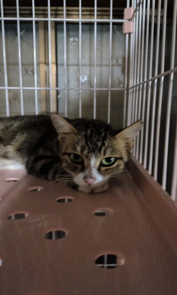キジシロ猫