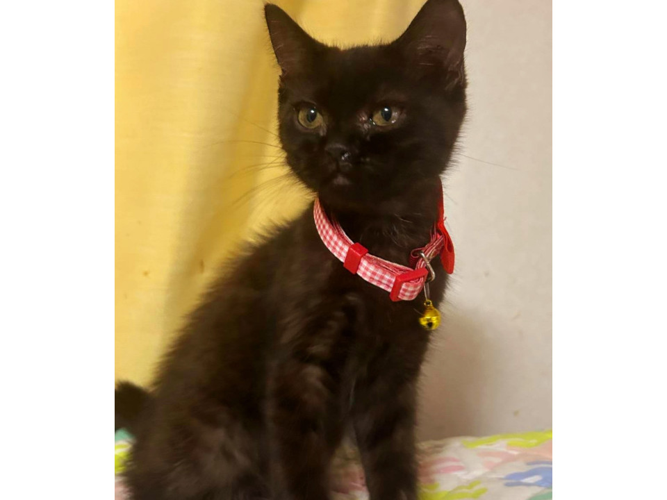 幸せを運ぶ!かわいい黒猫の男の子