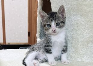 猫好きのためのSNS - 愛猫の日記や写真でユーザ交流