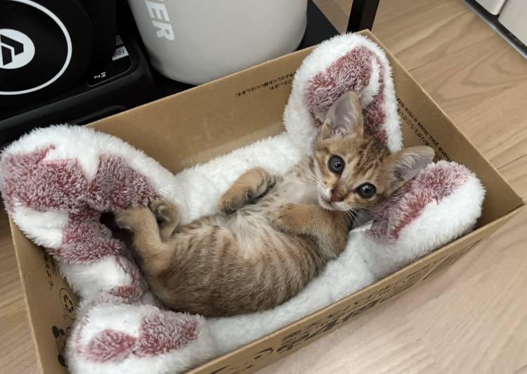 猫の里親募集｜写真付きで探せる保護猫サイト