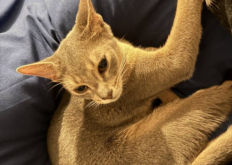 猫の里親募集｜写真付きで探せる保護猫サイト