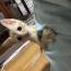 ゆうさんママさんの猫