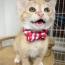 ちーーぼさんの猫