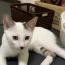 ritamokaさんの猫