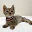 くまちゃん
