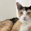 みつわ