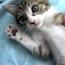 ムーちゃんパパママさんの猫
