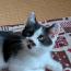 はっちゃん（仮）
