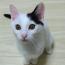 こねこちゃん