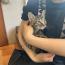 きじねこちゃん