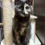 サビ子