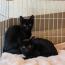 ぼーちゃん