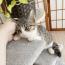 リトルカブ14さんの猫