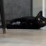 Arice.さんの猫