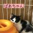 ぱあ・ぴい・ぷう