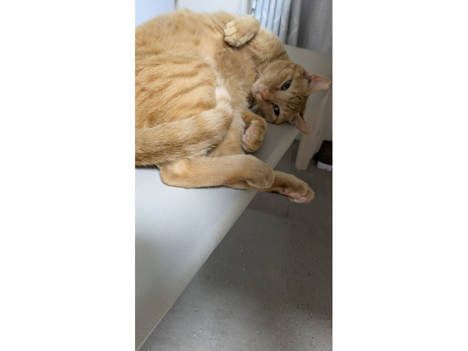 犬も猫も大好きな茶トラ君