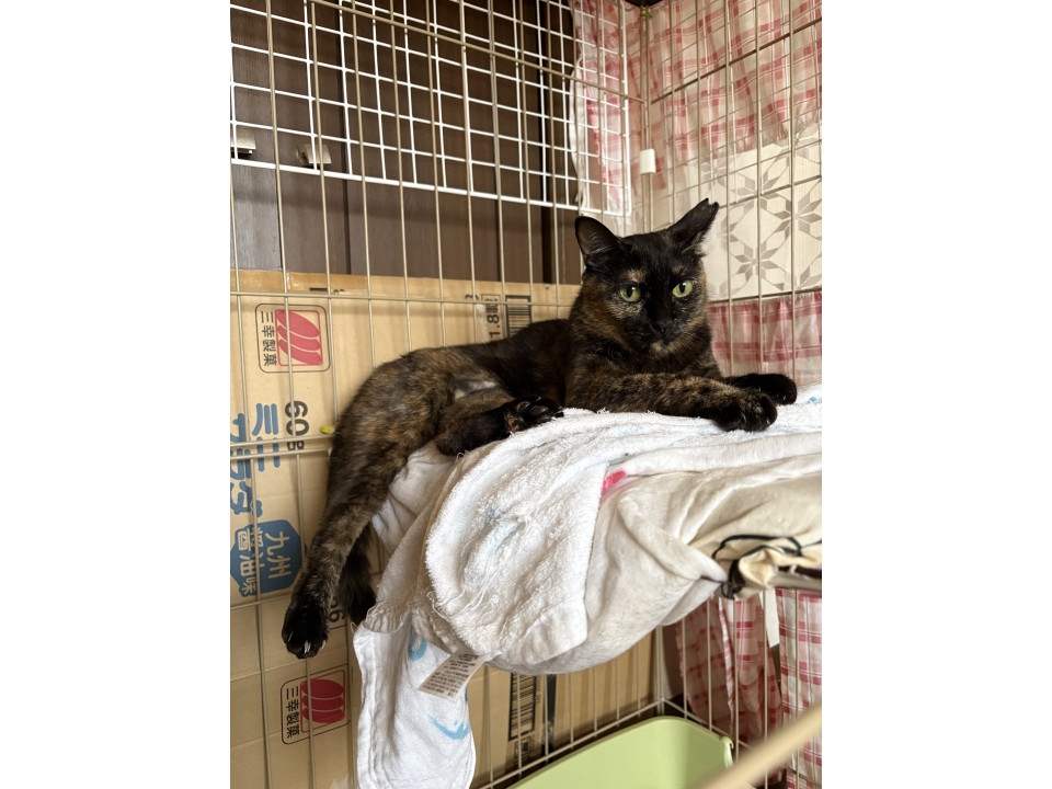 とても甘えん坊の賢いサビ猫！