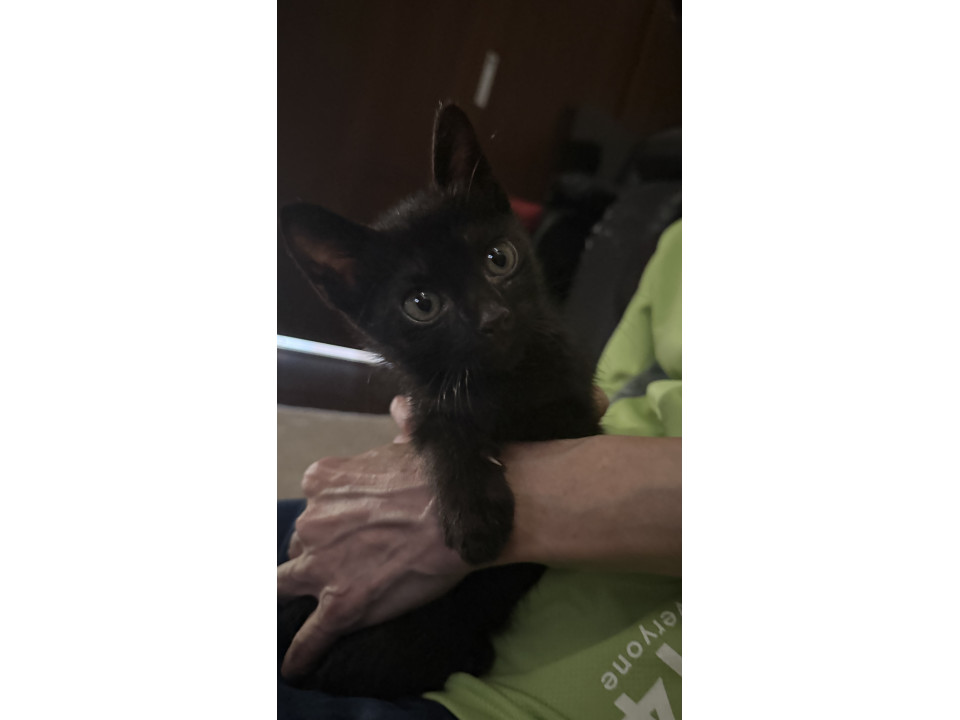 側溝からレスキュー黒猫男の子2ヶ月半
