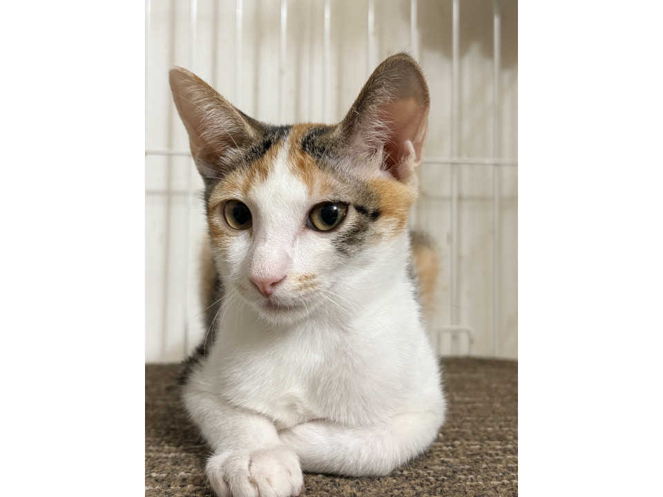 ちょっとビビりなミケトラちゃん