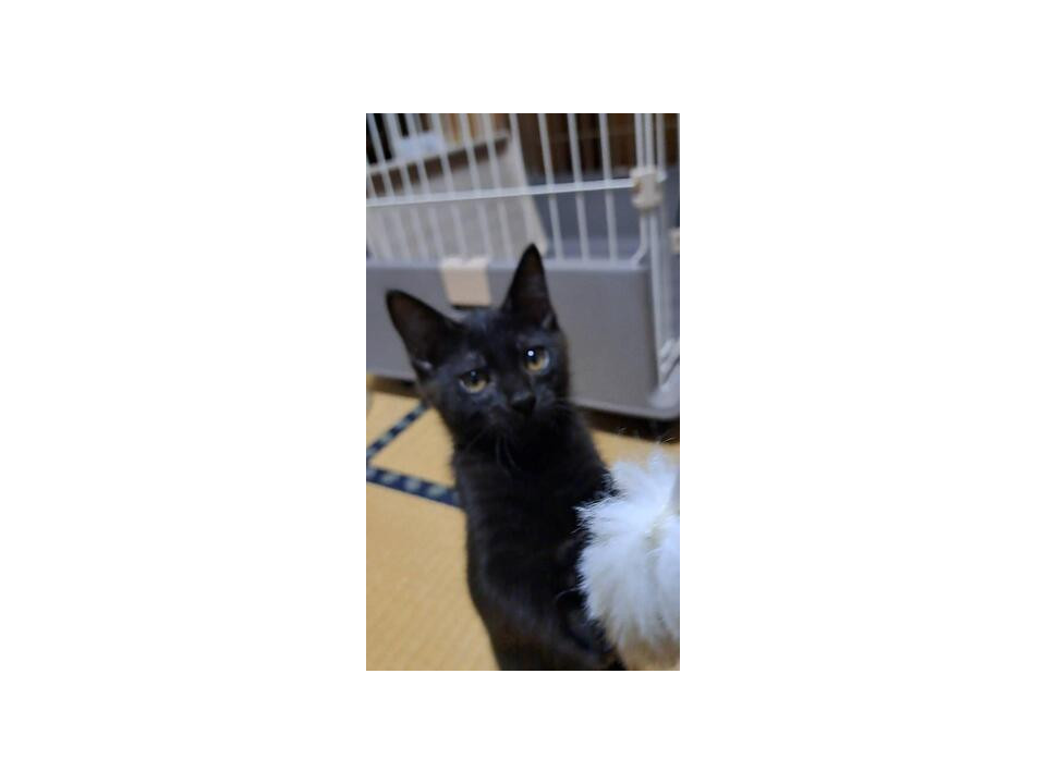 【兄妹一緒希望✨】黒猫 そらくん（3か月
