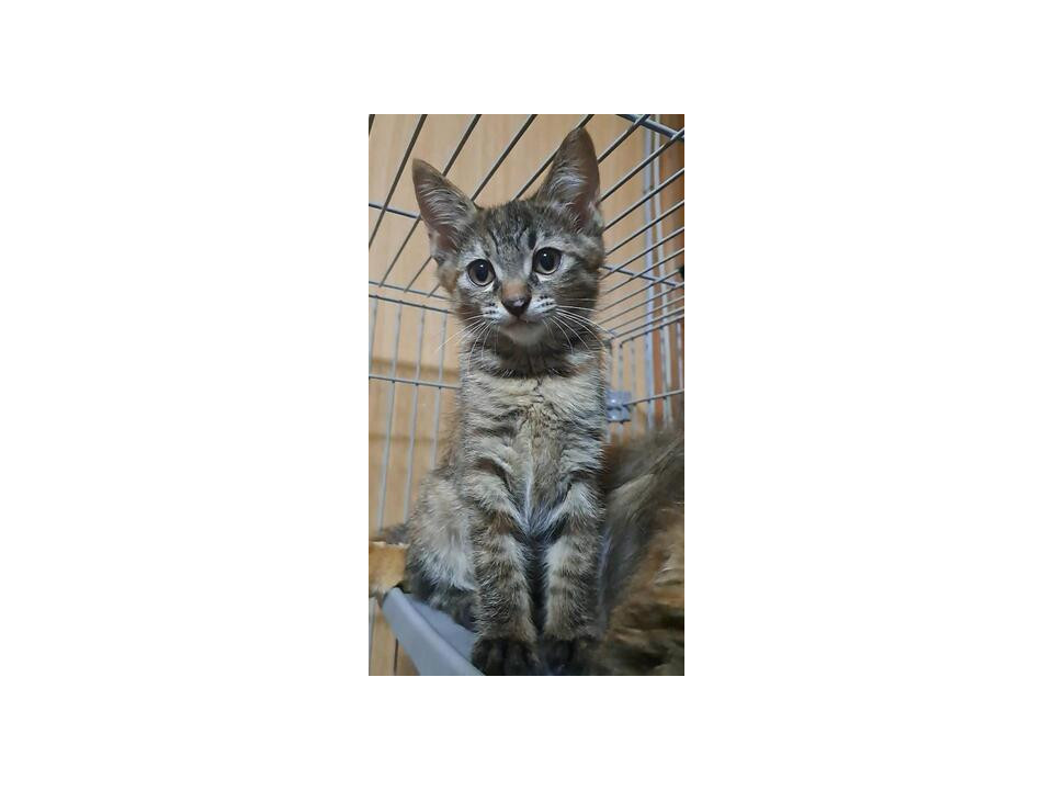 【兄妹一緒希望✨】キジトラ　あきちゃん