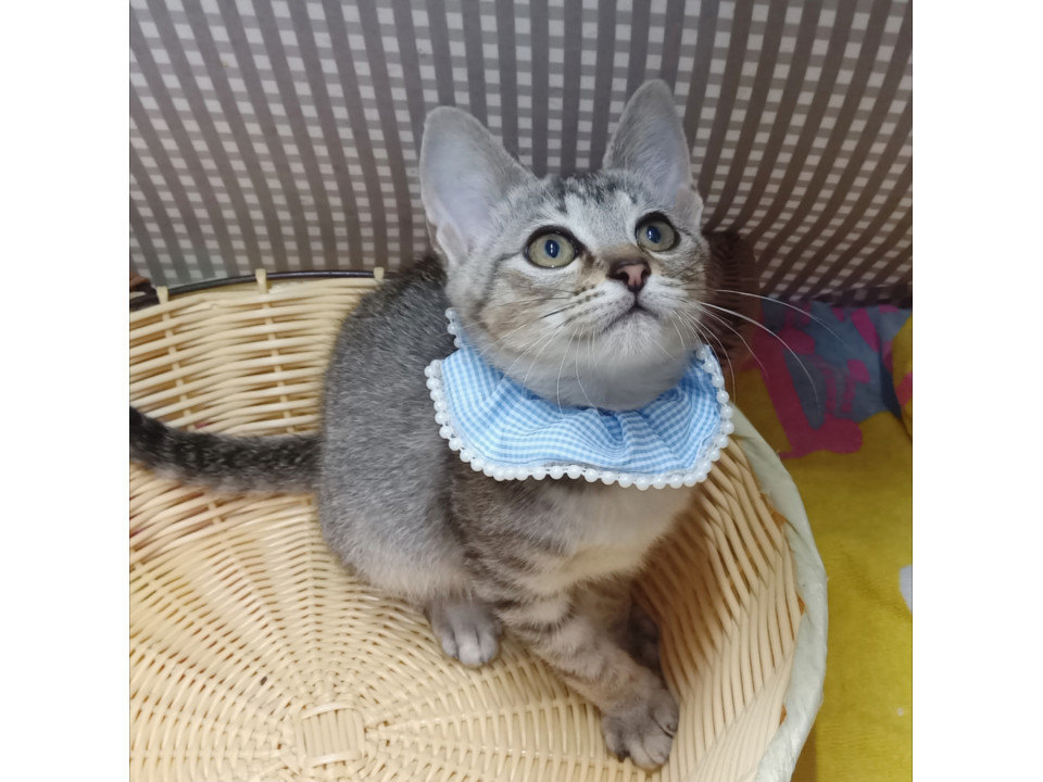 【動画有】淡いグレーのやんちゃ坊主★