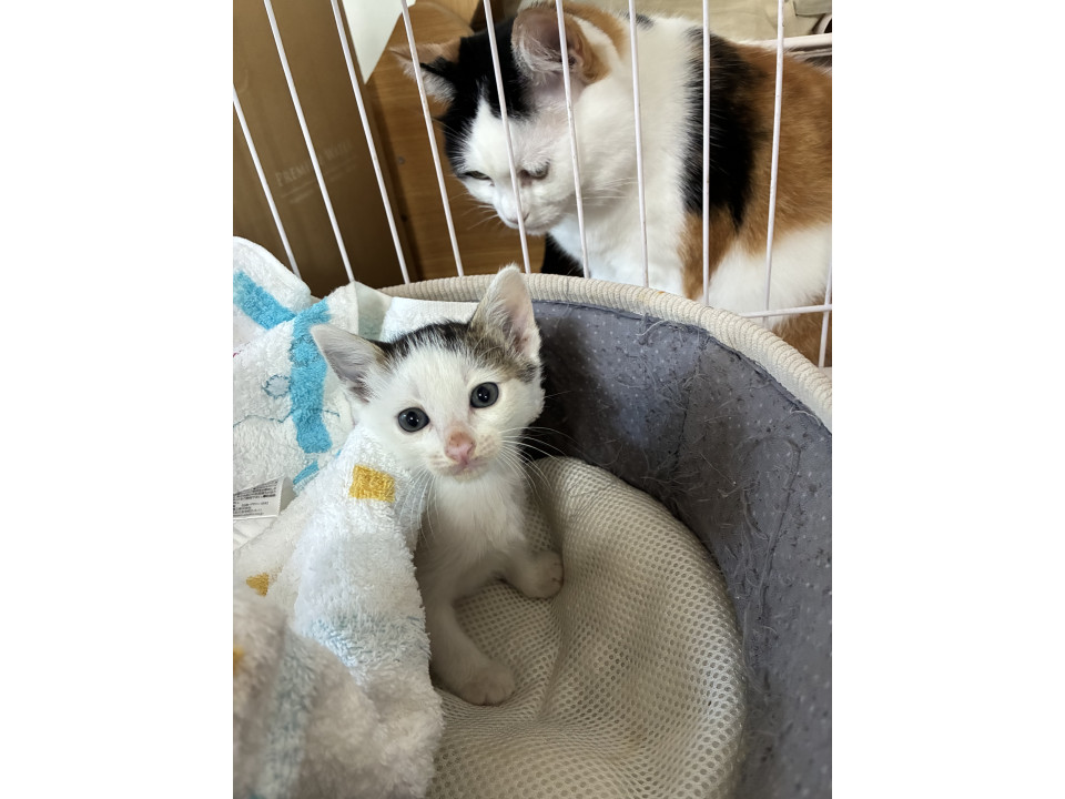 かわいい兄弟