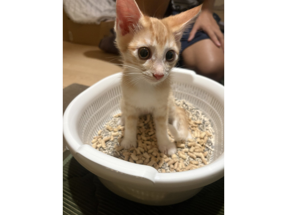 珍しい茶トラのメス3ヶ月　小柄な色白さん
