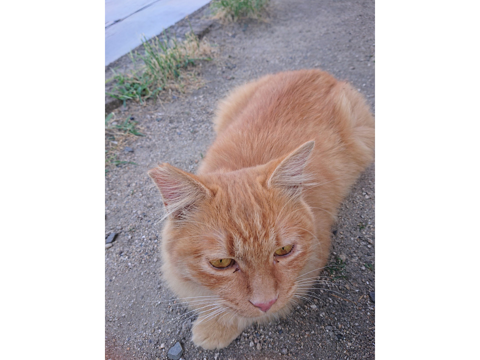 かわいい猫です