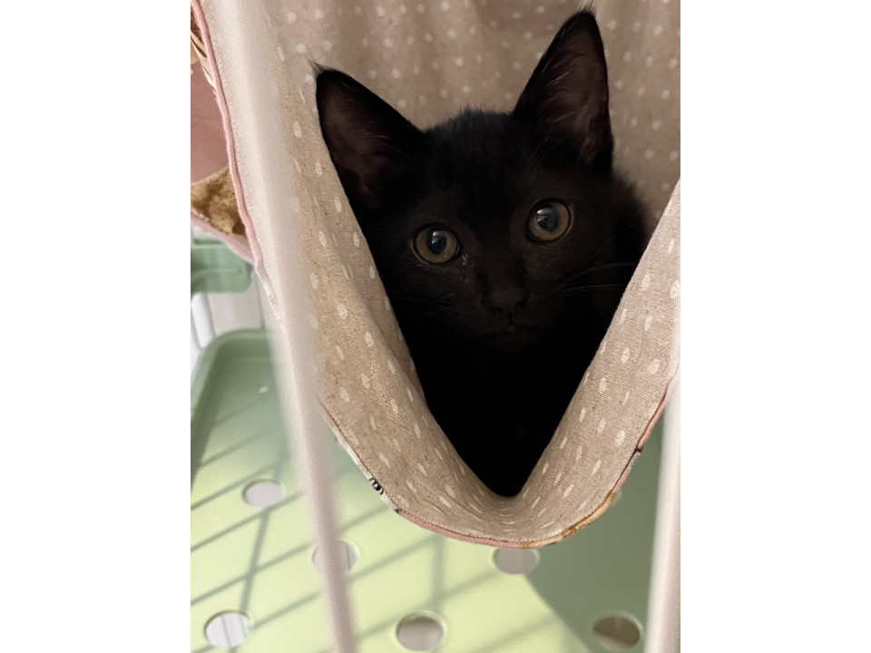 得意はやんのかステップ、リトちゃん