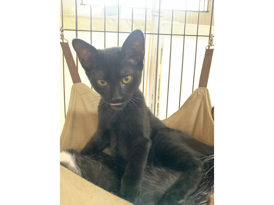 音楽家4兄妹　黒猫のタンゴくん♩