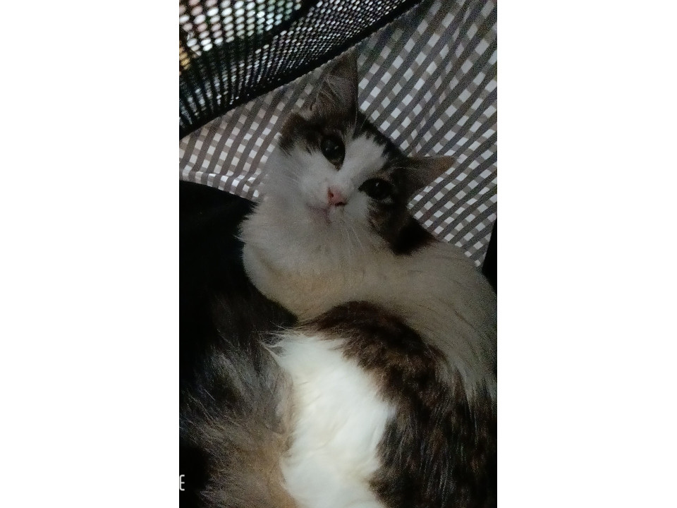 甘えたちゃん* ゚