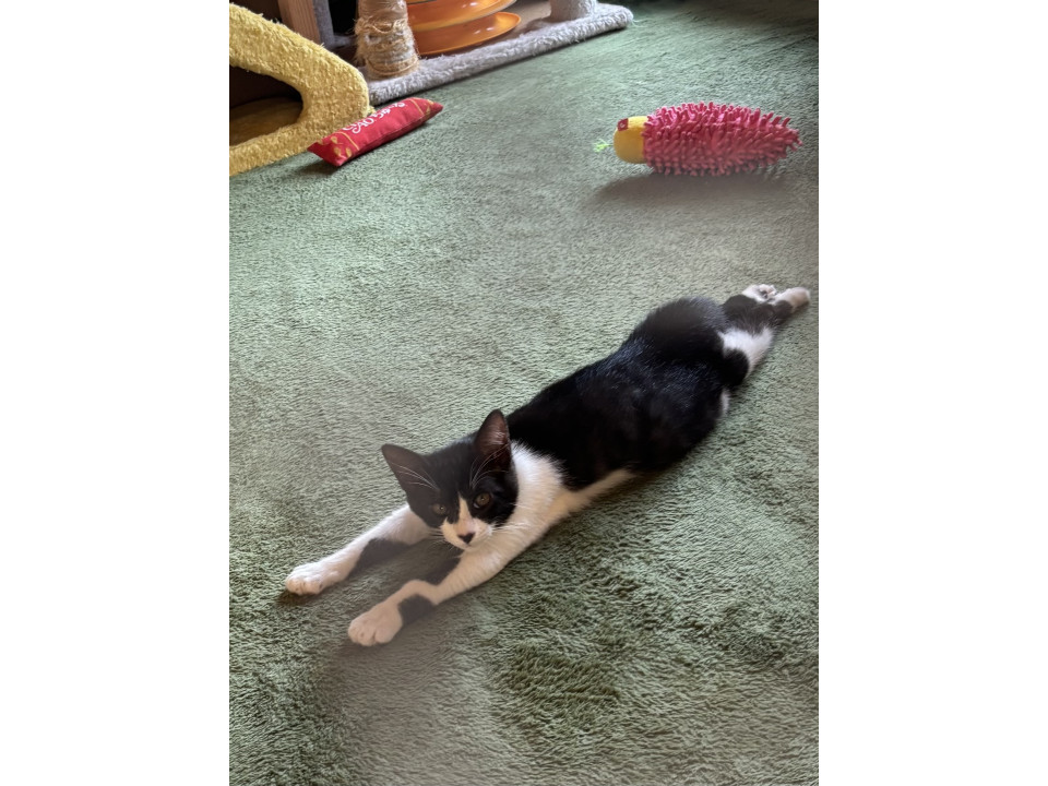 可愛い子猫ちゃんの里親募集