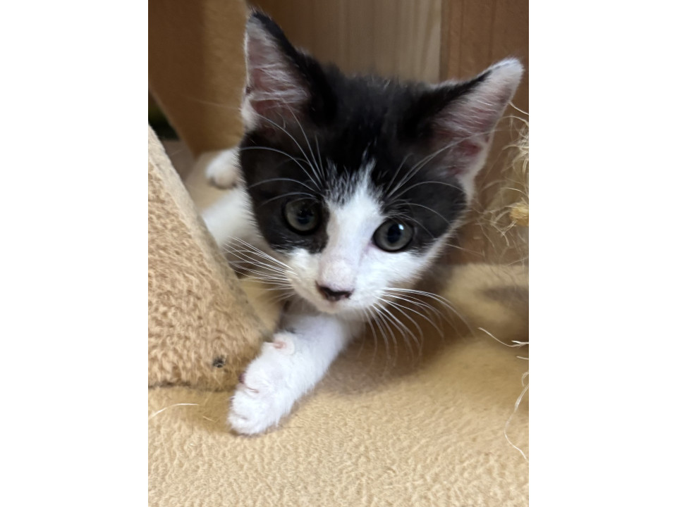 ブチ模様の可愛い子猫ちゃん
