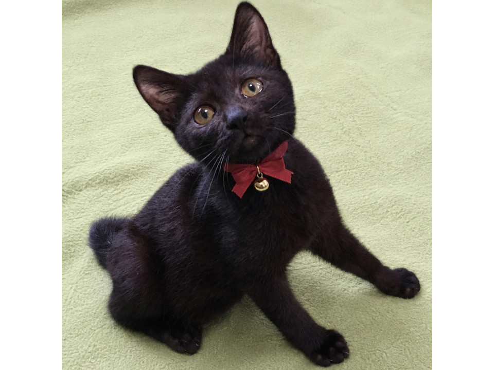 甘えん坊でお転婆！黒猫の女の子ルナちゃん