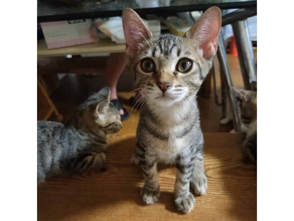 とにかく元気！　げんき