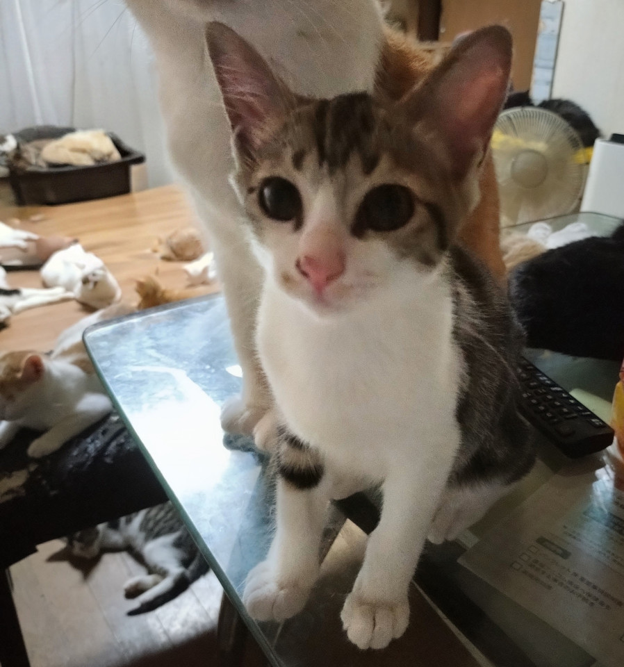 きれいな　べる