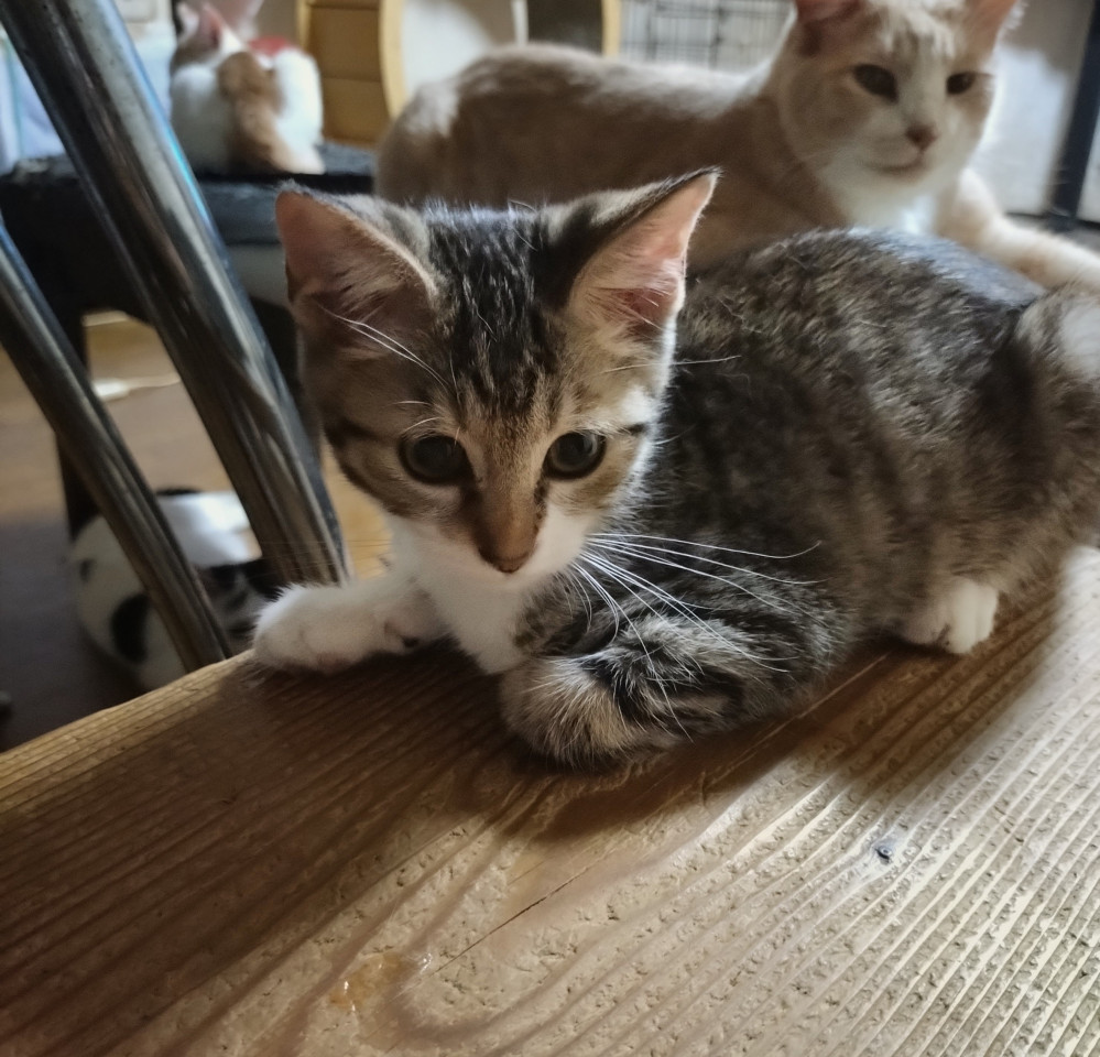 愛嬌たっぷり　たび