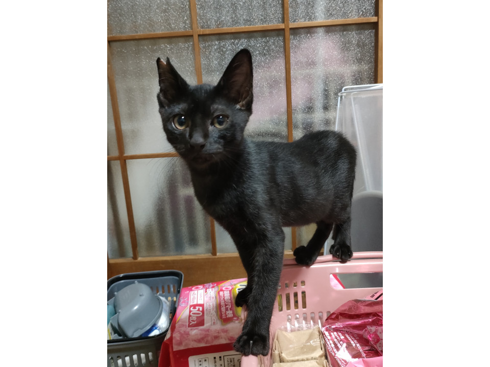 ピカピカ黒猫　3.5ヶ月手術済み