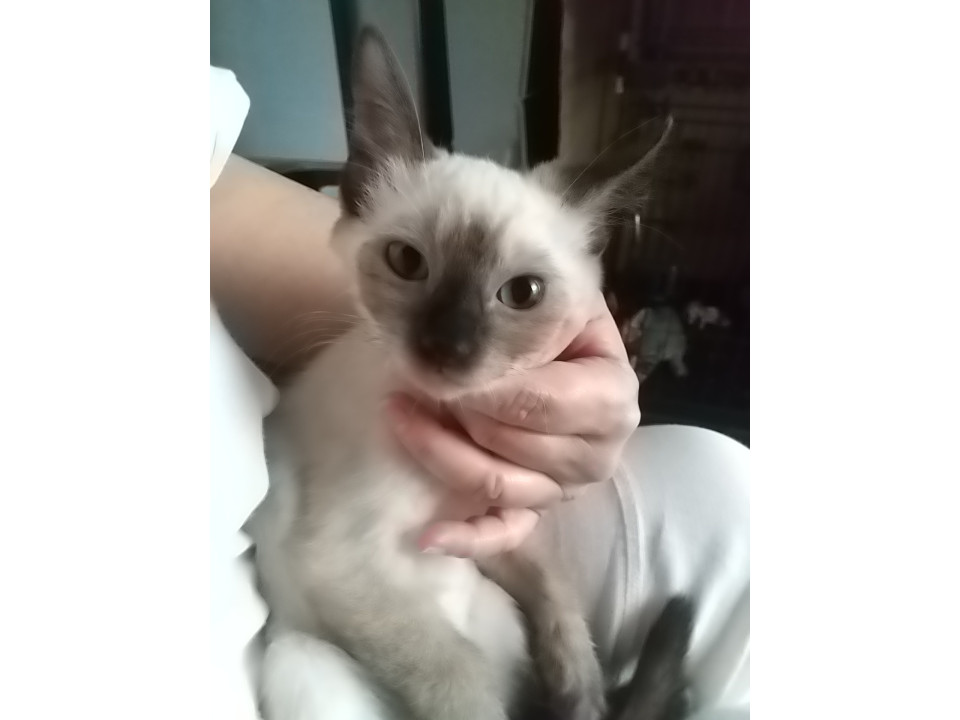 つぶらな瞳のお嬢さん猫・りんごちゃん