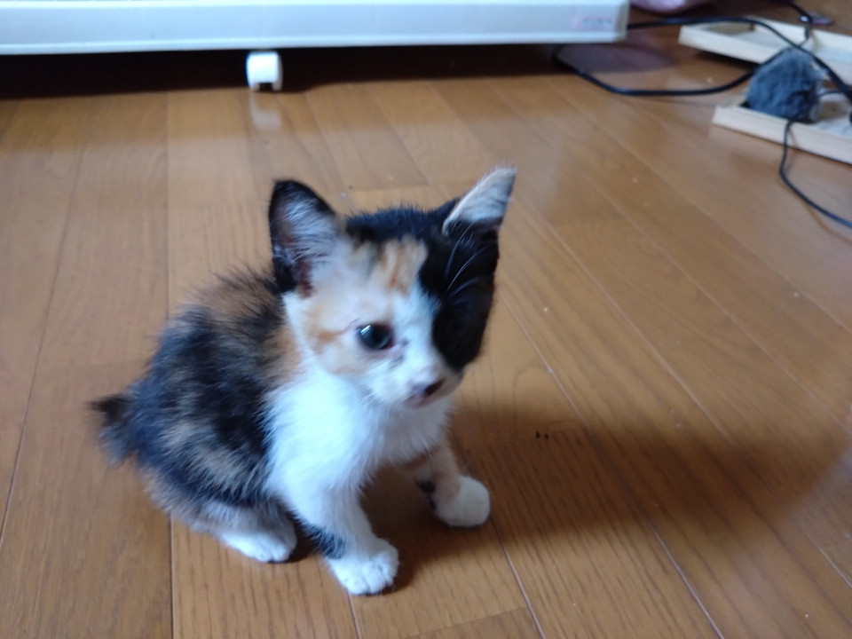 母猫を交通事故で亡くしたミケ