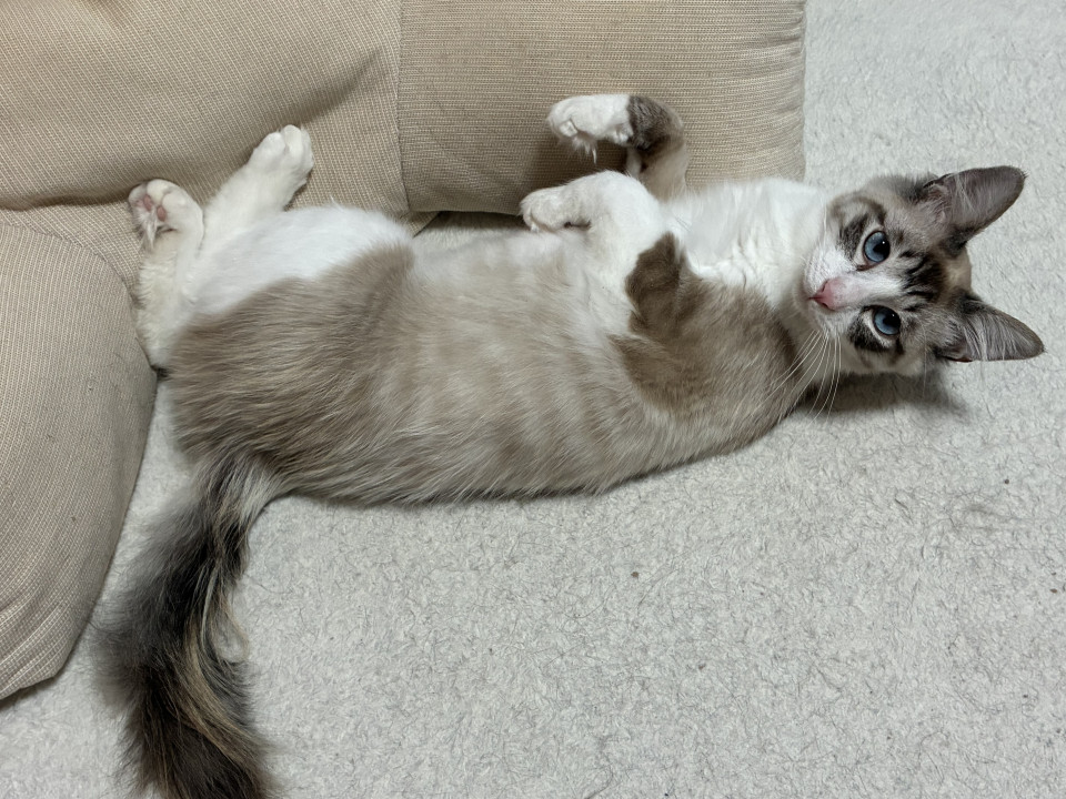 ブルーのおめめのハンサムにゃん