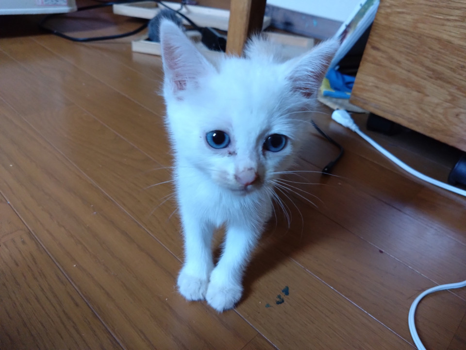 母猫を交通事故で亡くした白